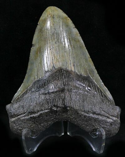 Megalodon Tooth - South Carolina #25657